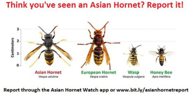 Beware of the Bee-Killing Asian Hornet Protecting Our Pollinators