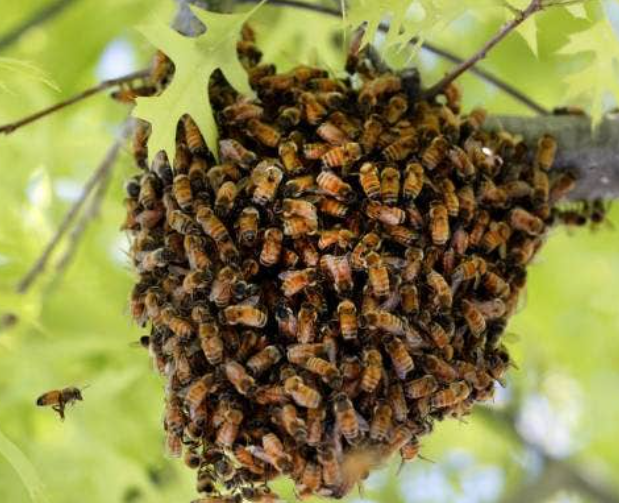Warm Weather is Swarm Weather How to Handle a Bee Swarm