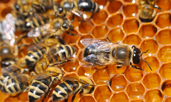 Namibian Beekeepers Clinch Silver at London Honey Show