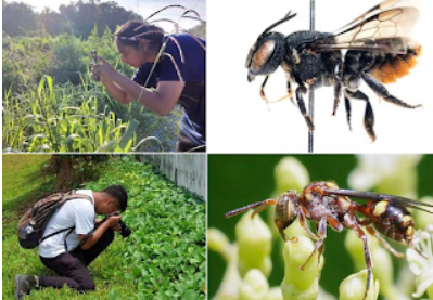 Singapore Citizen Scientists Boost Bee Research in Asia