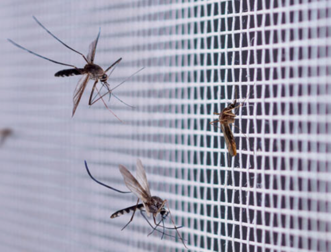 Eco-Friendly Mosquito Control 5 Home Remedies to Keep Your Space Bug-Free