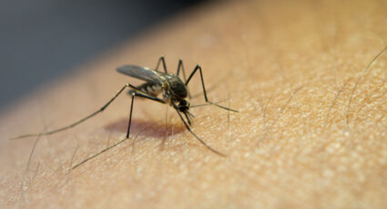 Aumento de Mosquitos Transmisores del Virus del Nilo en Municipios de Cádiz Medidas Preventivas y Datos Importantes