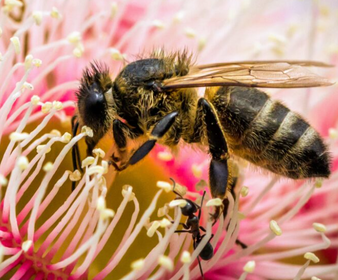 Unveiling the Silent Threat Australasia's Hidden Pollination Crisis