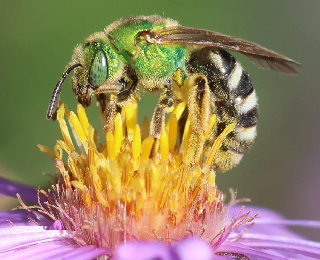 Unveiling the World of Green Sweat Bees Nature's Tiny Pollinators