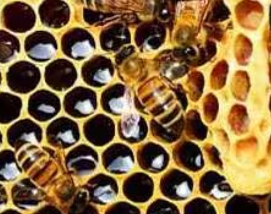 Protecting Beehives to Safeguard the Environment India-Bangladesh Joint Effort