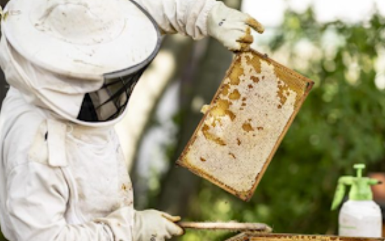 Busy Bees Beekeepers Report Good Honey Harvest