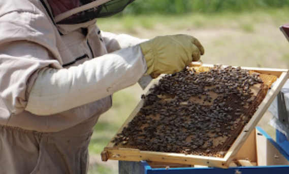 Profitable Beekeeping A Sustainable Opportunity for Farmers