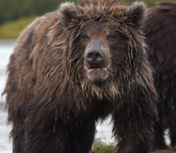 Climate Crisis Hits Far East Russian Bears Struggles with Hibernation Amid Unprecedented Warmth