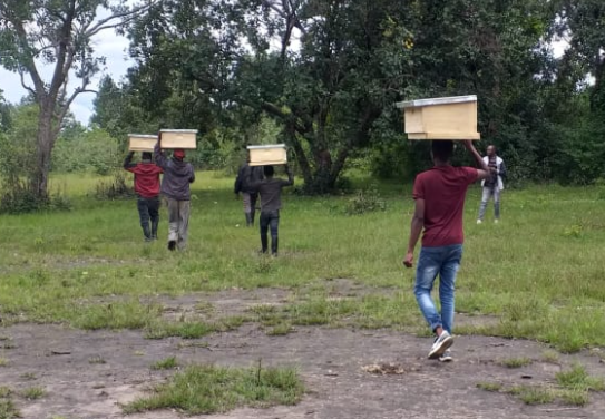 Harmony in Hives Beekeeping's Transformative Role in Malawi's Forest Conservation