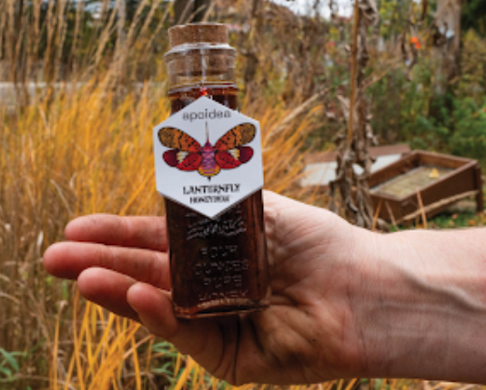 Unveiling Lanternfly Honey A Unique Beekeeping Endeavor in Pittsburgh