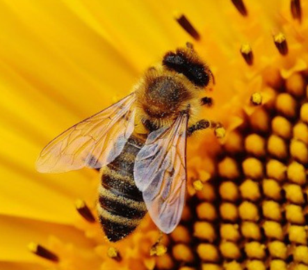 Unraveling Nature's Defense A Breakthrough Discovery on Bee Virus Resilience