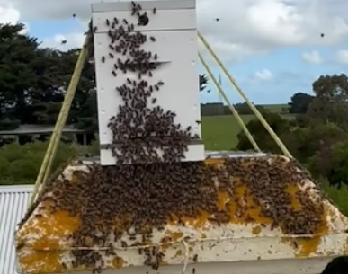 Bee Swarming Surge in South Australia A Closer Look at the Buzz