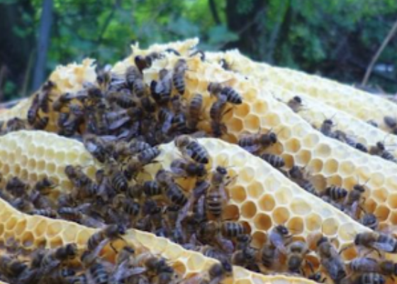 NMB Bank's Smart Beekeeping Drive A Boon for BBT Initiative