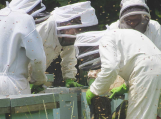 Stinging News from Beekeepers NZBI's Call for Government Intervention