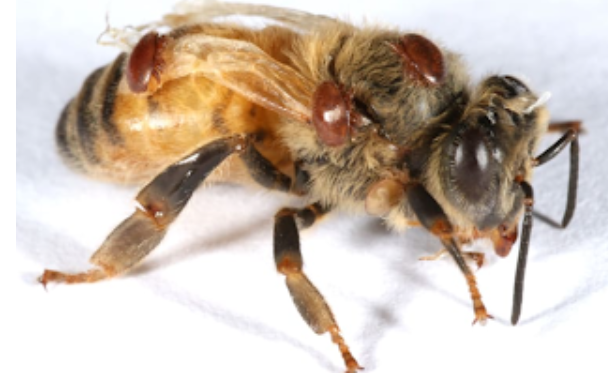 Revolutionizing Beekeeping Unveiling RNA Interference Treatment for Varroa Mites