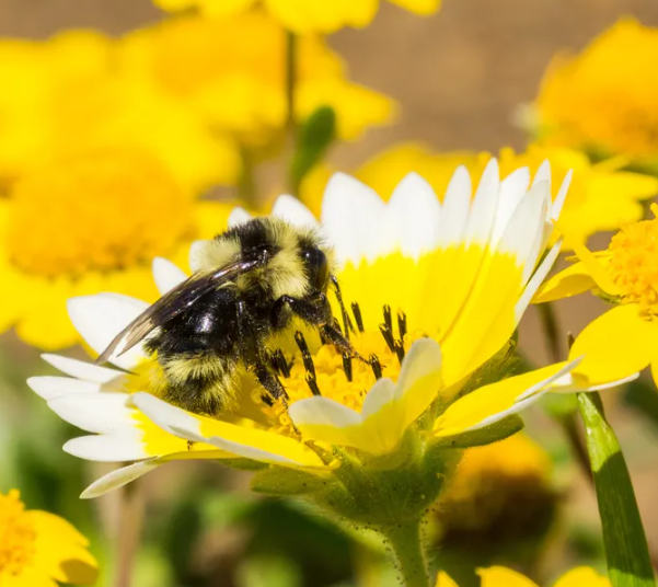 Innovative Bee Research Diapers for Bees Could Save Them