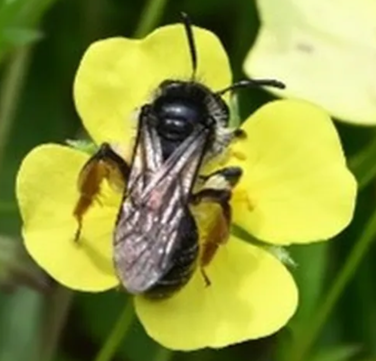 Conservation Initiative Bee Beaches to Save Threatened Species in Staffordshire and the West Midlands