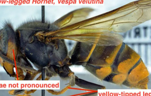 Invasive Yellow-Legged Hornet Raises Concern in South Carolina First Detection Sparks Beekeeping Alert