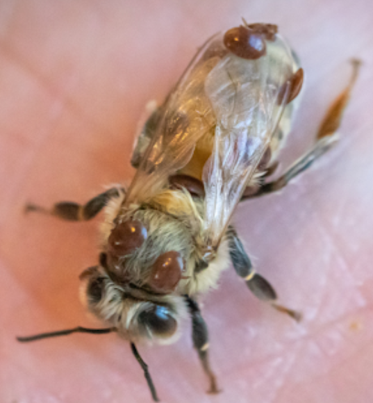 Penn State Researchers Identify Less Virulent Strain of Deadly Bee Virus in U.S. Forest