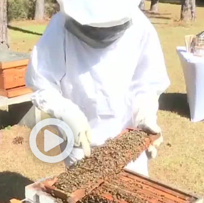 Empowering Women in Beekeeping Martina Murphy's Inspirational Journey