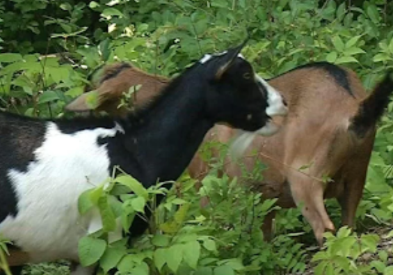 Balancing Act in Golden Valley Goat Grazing Approved, Beekeeping Decision Deferred