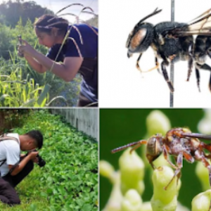 Singapore Citizen Scientists Boost Bee Research in Asia