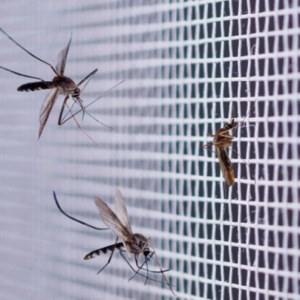 Eco-Friendly Mosquito Control 5 Home Remedies to Keep Your Space Bug-Free