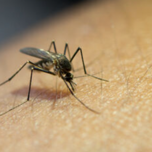 Aumento de Mosquitos Transmisores del Virus del Nilo en Municipios de Cádiz Medidas Preventivas y Datos Importantes