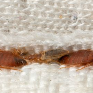 Identifying Bedbugs at Home Signs and DIY Methods for Effective Elimination