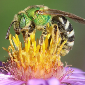 Unveiling the World of Green Sweat Bees Nature