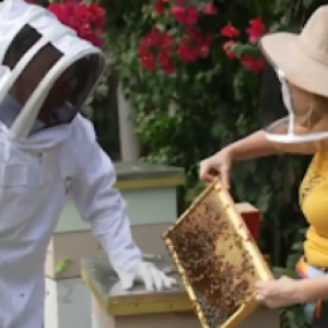 Miami Bee Experts Guardians of the Buzz and Pollination Pioneers