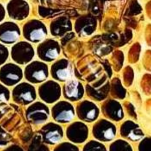 Protecting Beehives to Safeguard the Environment India-Bangladesh Joint Effort