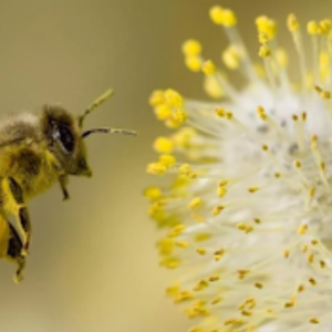 Legal Battle Unfolds Canadian Bee Ban Sparks Controversy