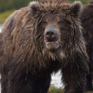 Climate Crisis Hits Far East Russian Bears Struggles with Hibernation Amid Unprecedented Warmth