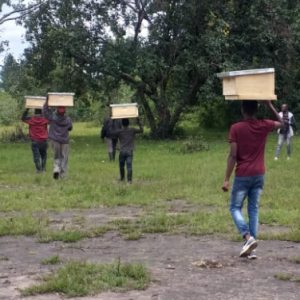 Harmony in Hives Beekeeping