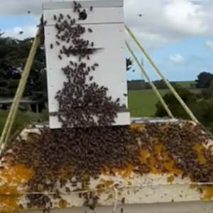 Bee Swarming Surge in South Australia A Closer Look at the Buzz