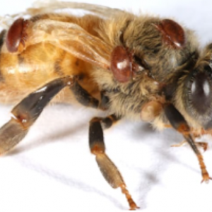 Revolutionizing Beekeeping Unveiling RNA Interference Treatment for Varroa Mites