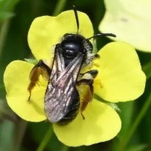 Conservation Initiative Bee Beaches to Save Threatened Species in Staffordshire and the West Midlands