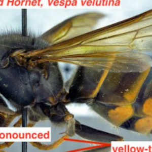 Invasive Yellow-Legged Hornet Raises Concern in South Carolina First Detection Sparks Beekeeping Alert