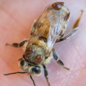 Penn State Researchers Identify Less Virulent Strain of Deadly Bee Virus in U.S. Forest